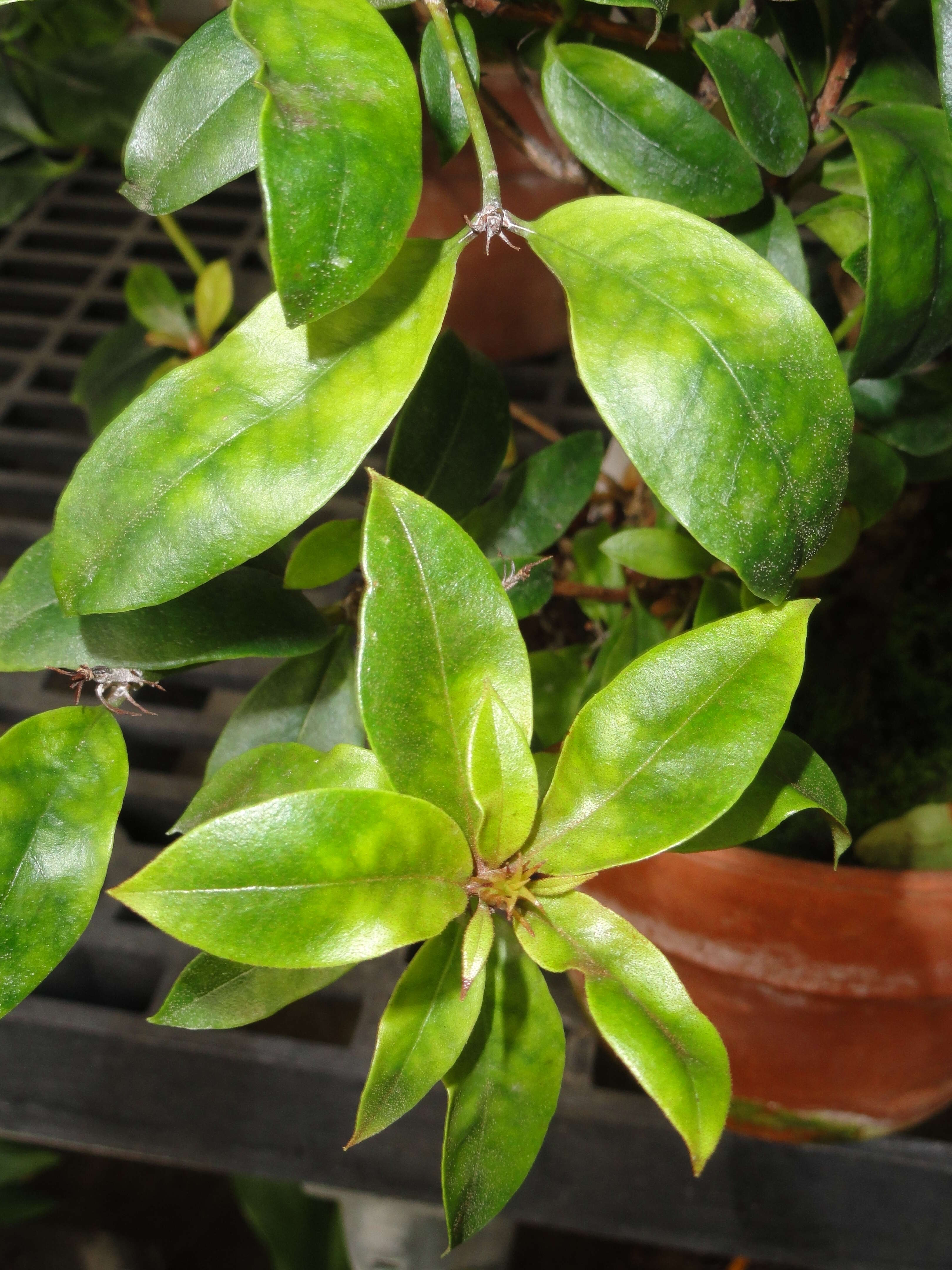 Imagem de Rhododendron rarilepidotum J. J. Smith