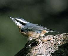 Image of Red-breasted Nuthatch