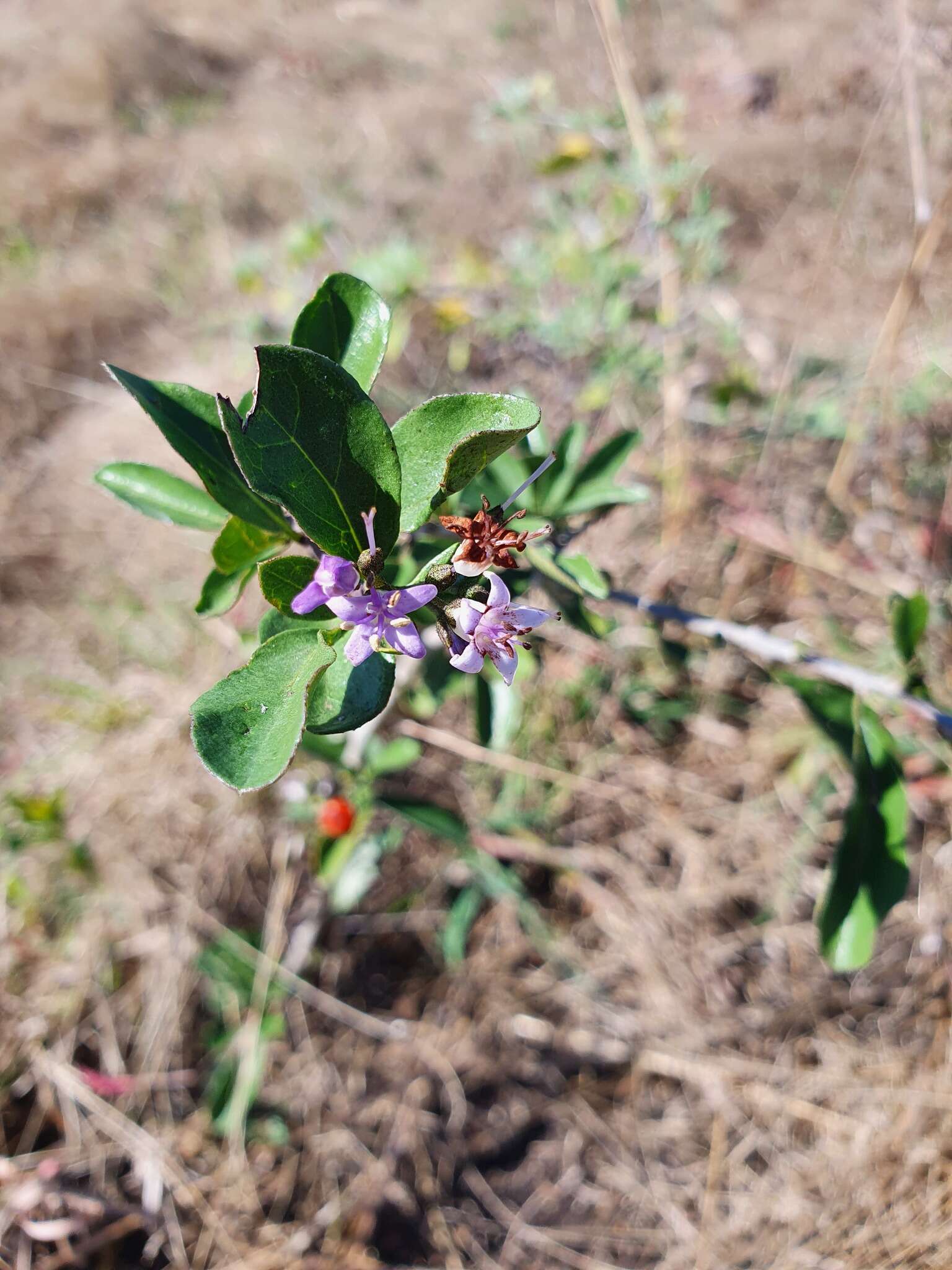 Image de Ehretia obtusifolia Hochst. ex DC.