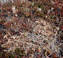 Image of Mt. Albert goldenrod