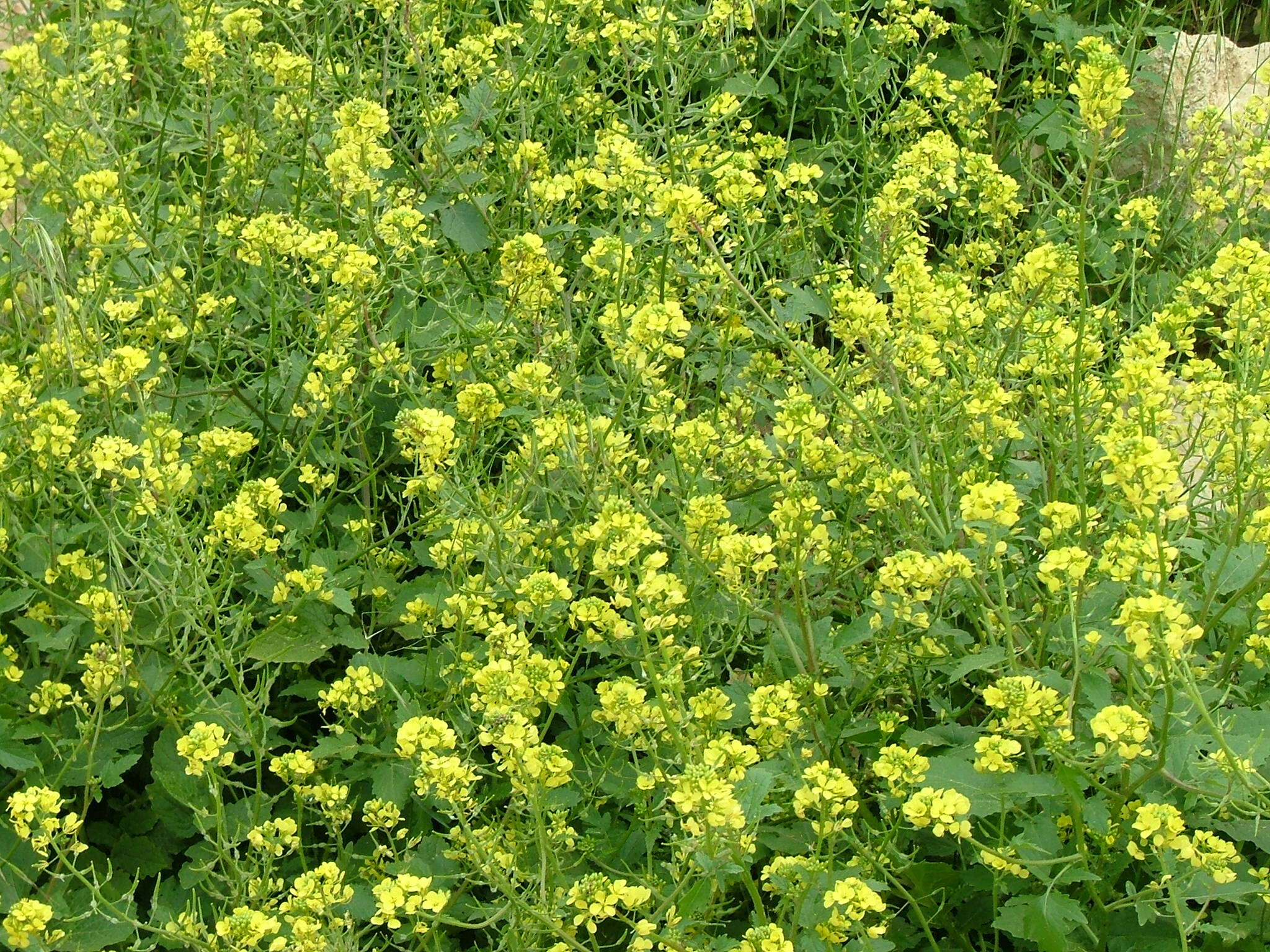 Image of white mustard