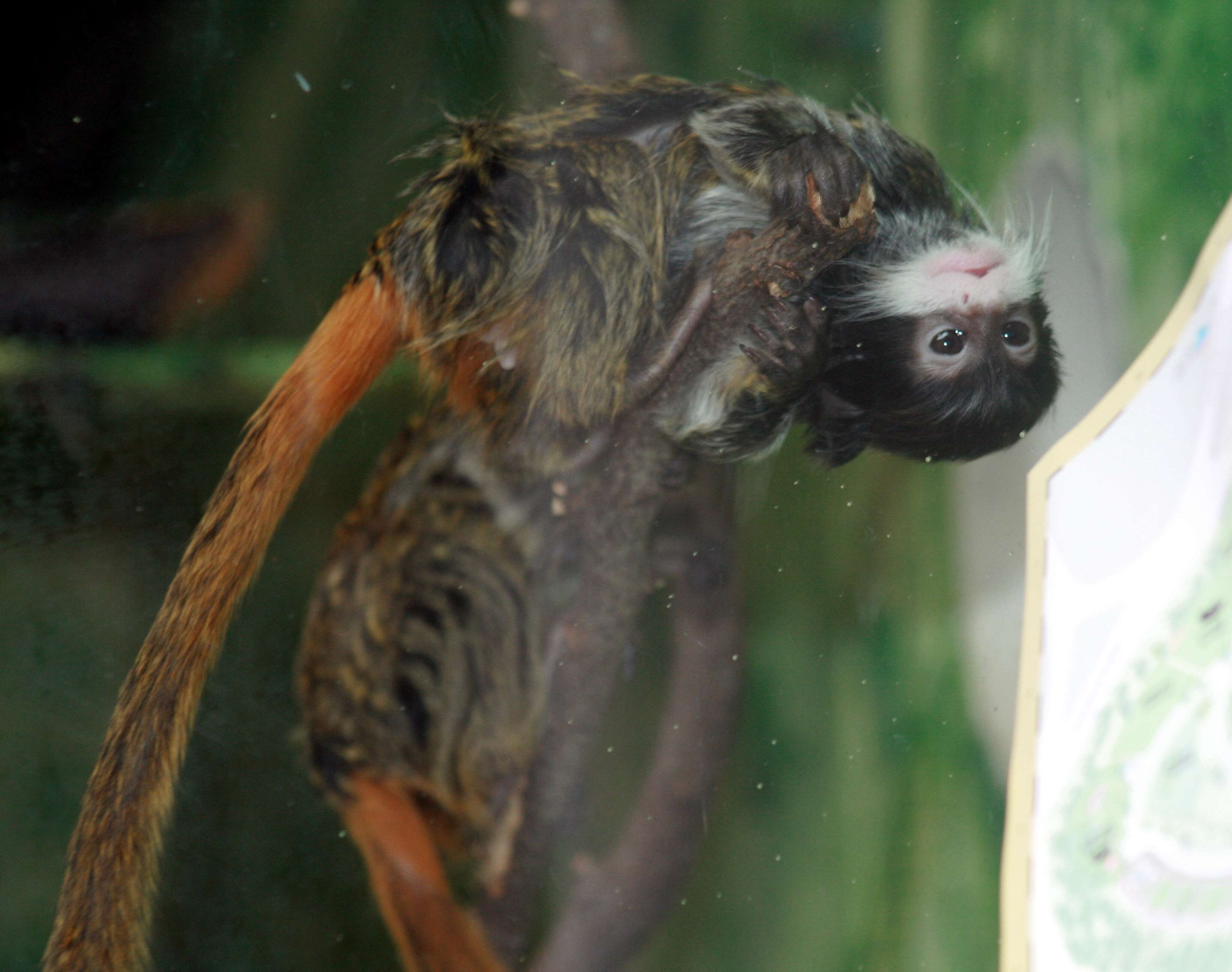 Image of Black-chinned Emperor Tamarin