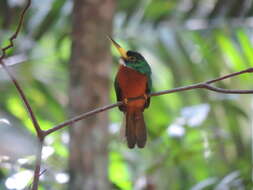 Image of Yellow-billed Jacamar