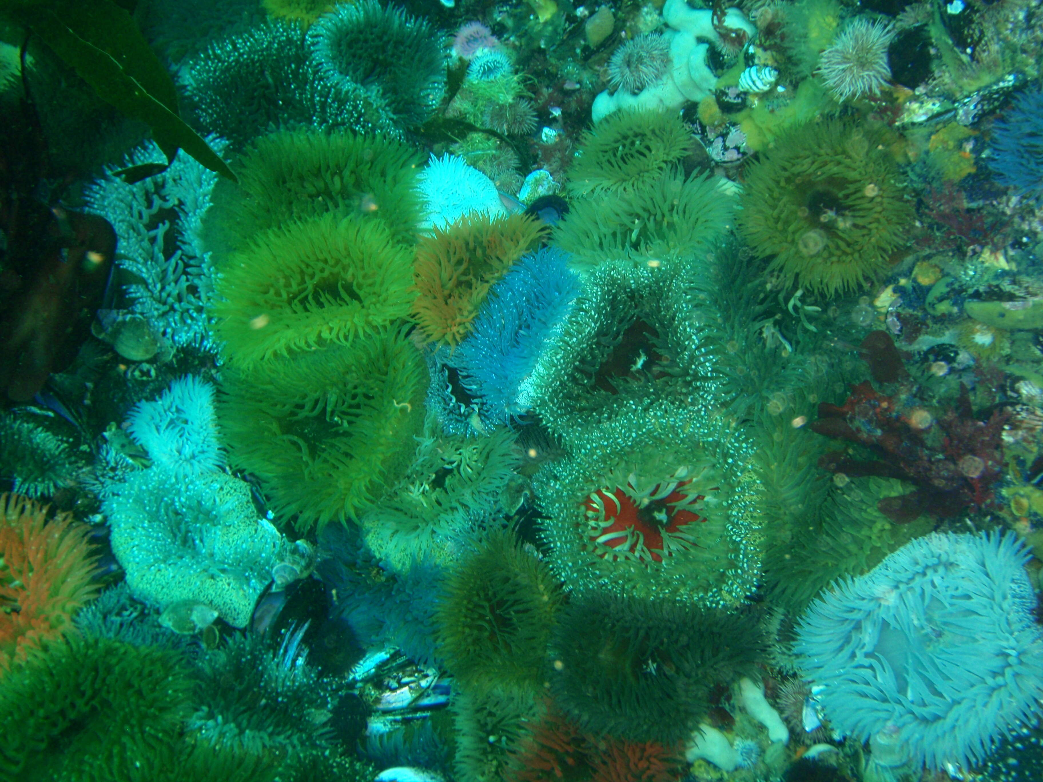 Image of Sandy anemone