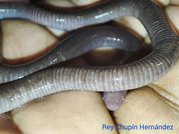 Sivun Dermophis oaxacae (Mertens 1930) kuva