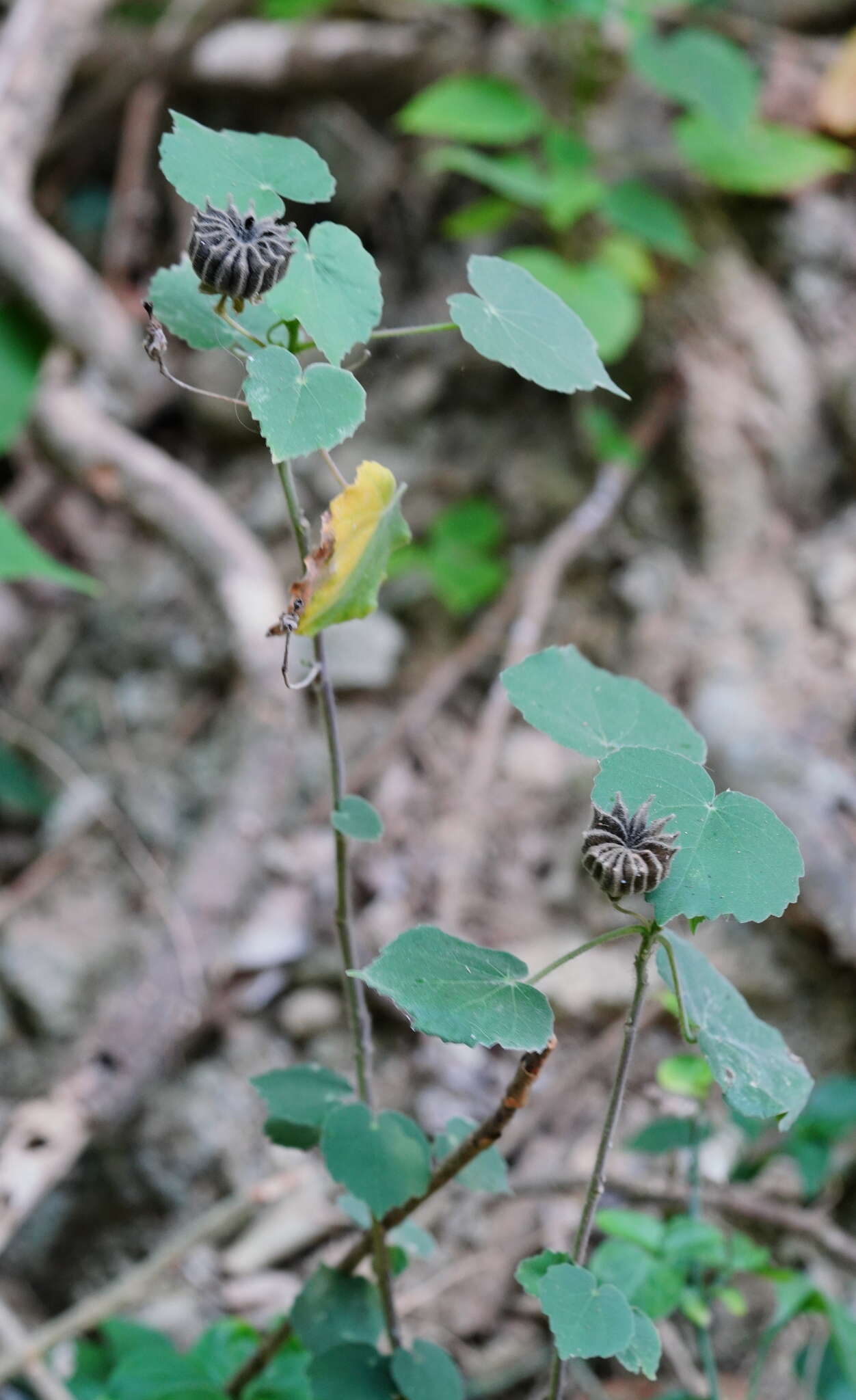 Image of monkeybush