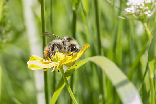 Image of Bombus pyrenaeus Pérez 1879