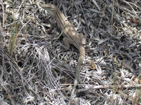 Image of Plateau Striped Whiptail