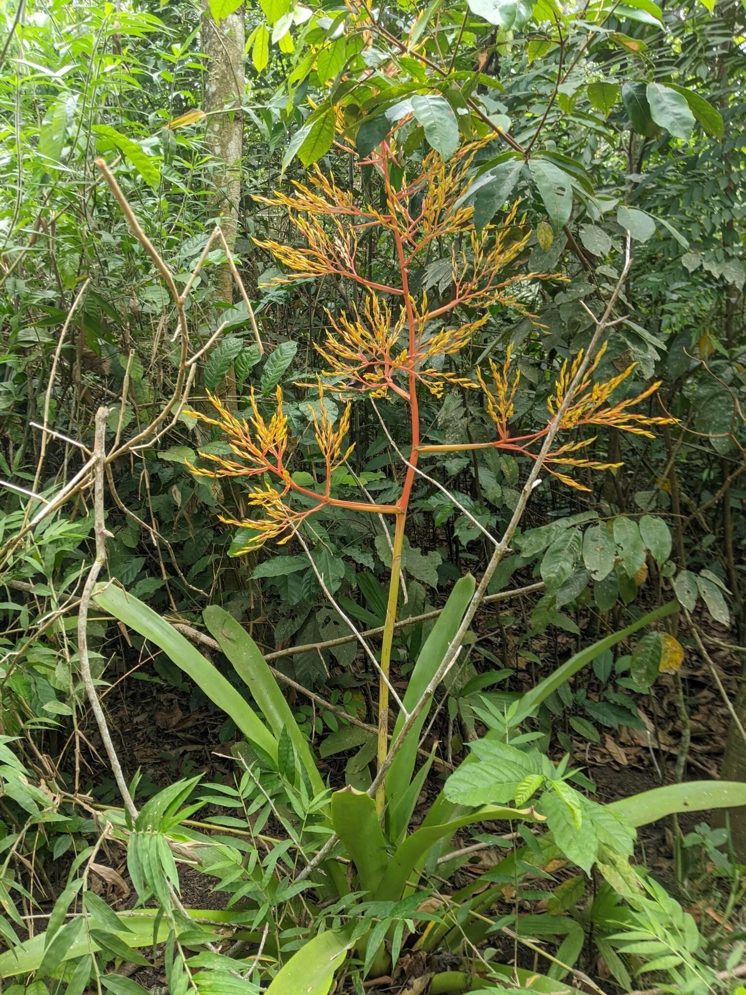 Image of Bromeliad