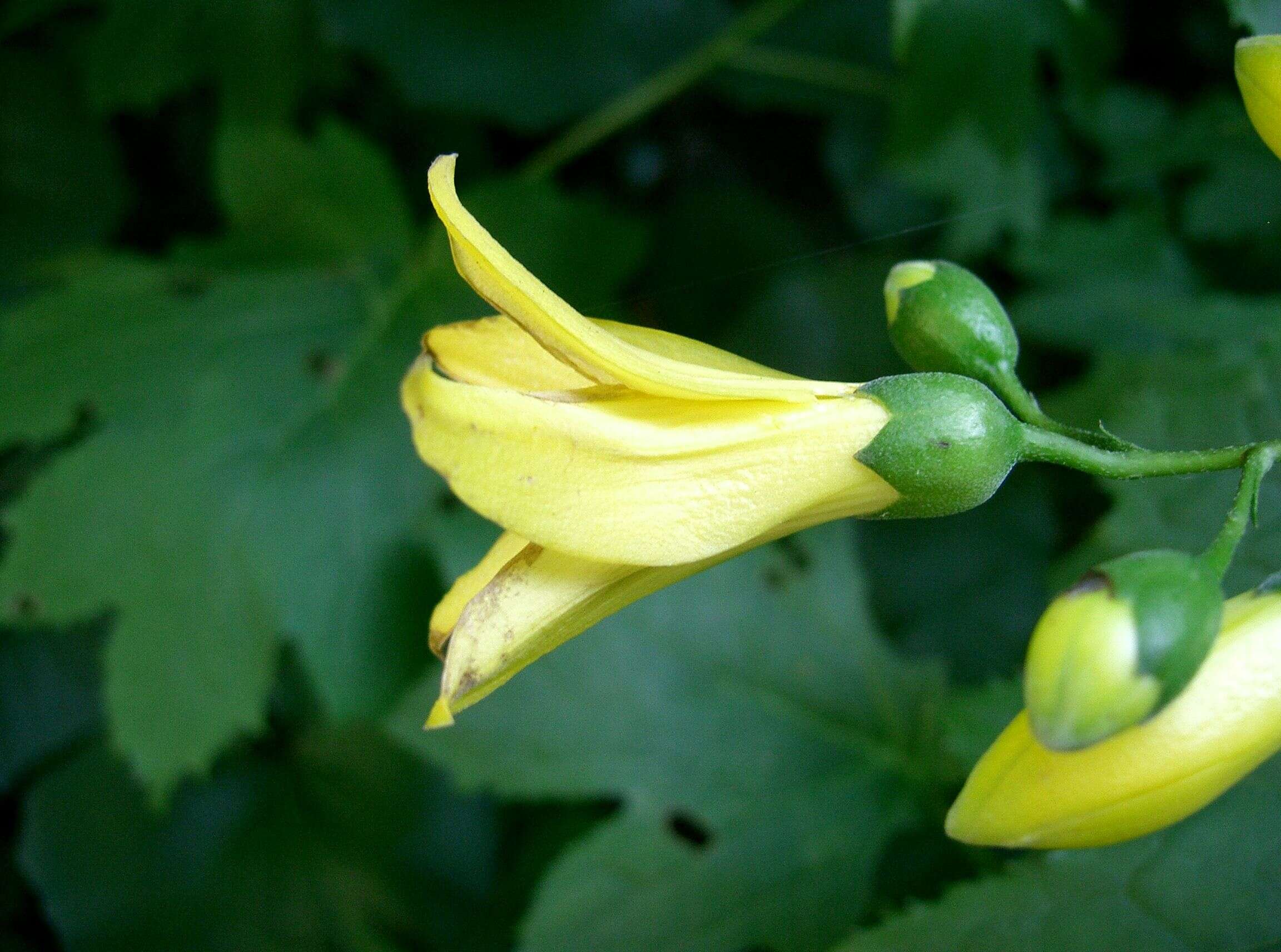 Image of Kirengeshoma palmata Yatabe