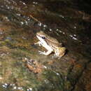 Image of Yellow-throated Frog