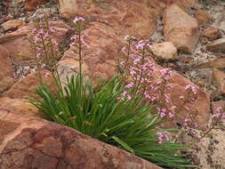 Image de Stylidium elongatum Benth.