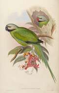 Image of Blyth's Parakeet