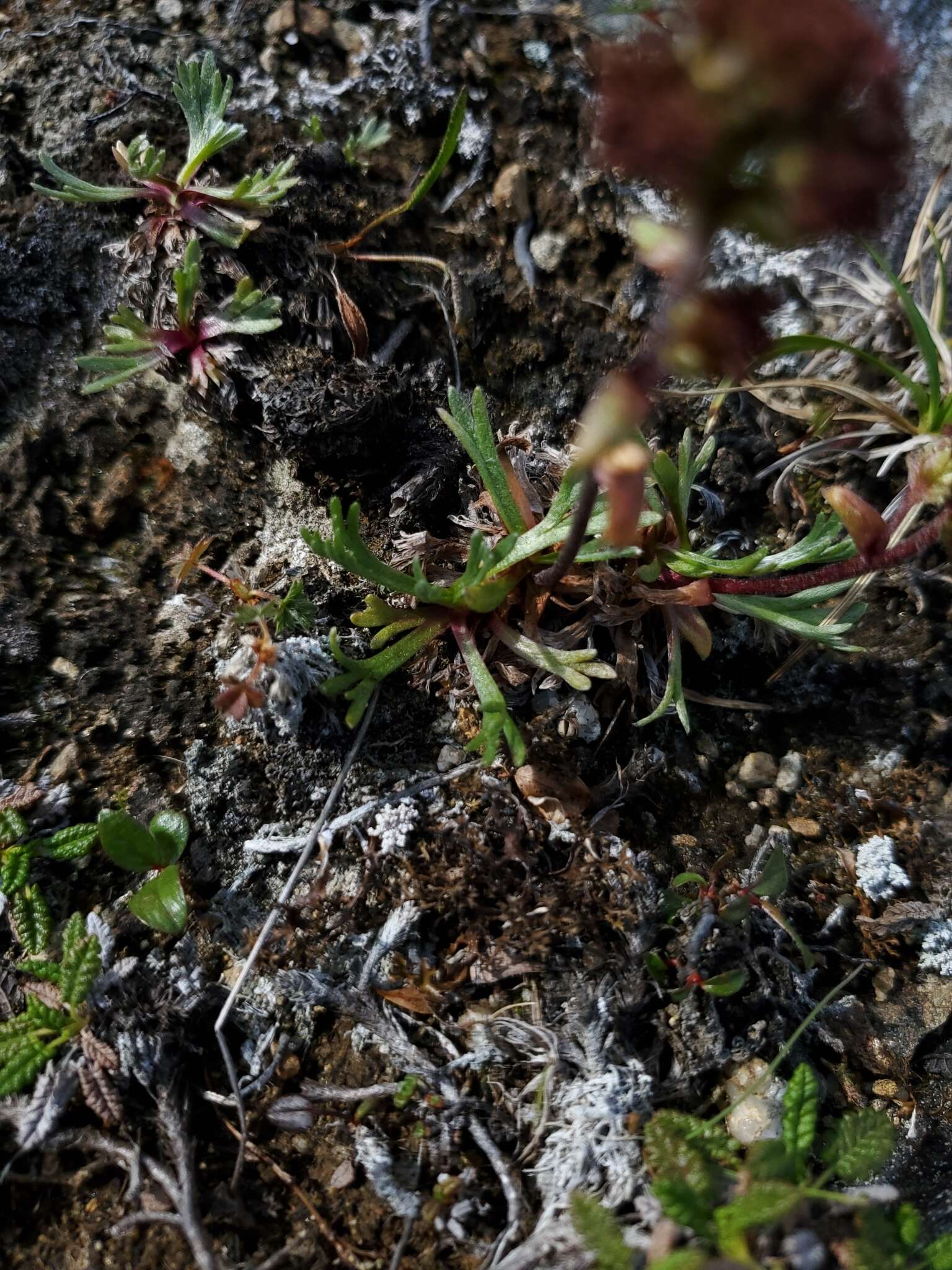 Imagem de Artemisia globularia Cham. ex Bess.