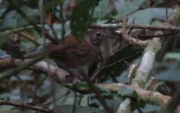 Image of Brown Illadopsis