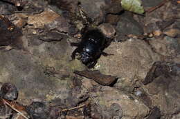 Image of Phelotrupes (Eogeotrupes) laevistriatus (Motschulsky 1857)