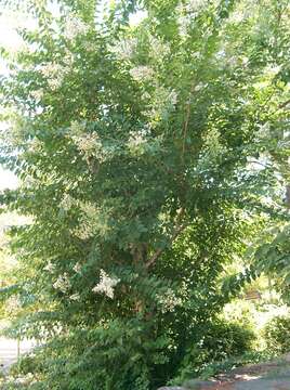 Image of Lagerstroemia subcostata Koehne