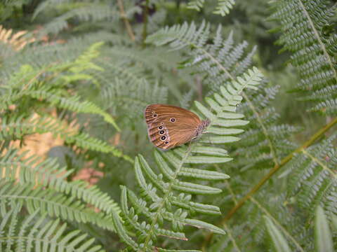 Imagem de Coenonympha oedippus Fabricius 1787