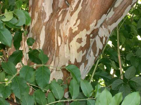 Image of Lagerstroemia subcostata Koehne