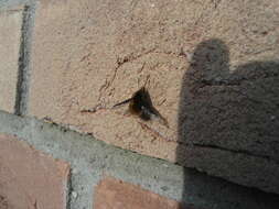 Image of Large bee-fly