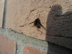 Image of Large bee-fly