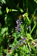 Image of Scutellaria playfairii Kudô