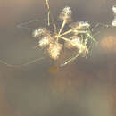 Image of Swollen Bladderwort