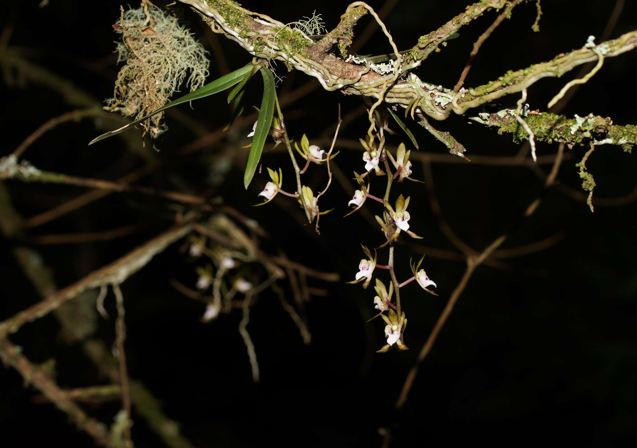 Image of Butterfly orchid