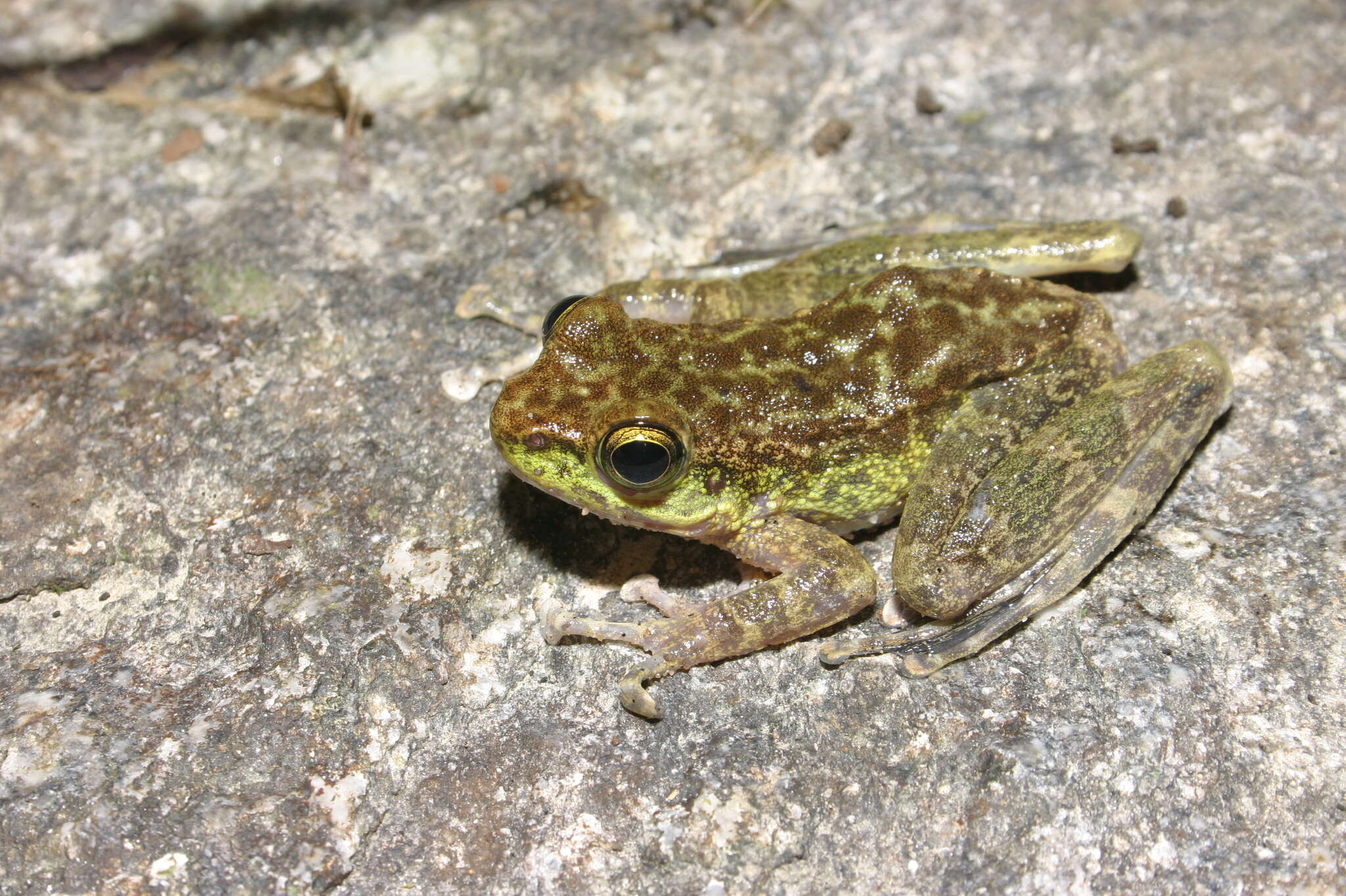 Image of Amolops marmoratus (Blyth 1855)