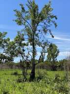 Image of Swamp Tupelo