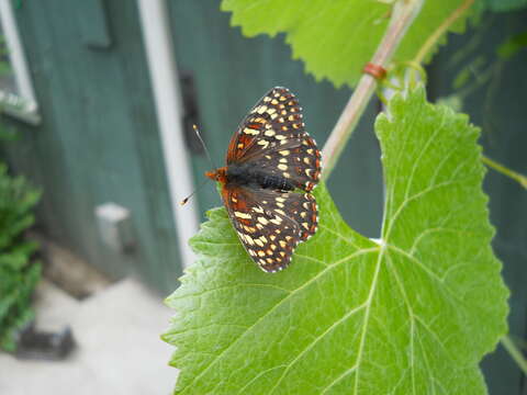 Image of Northern Checkerspot