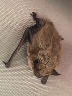 صورة Myotis yumanensis (H. Allen 1864)