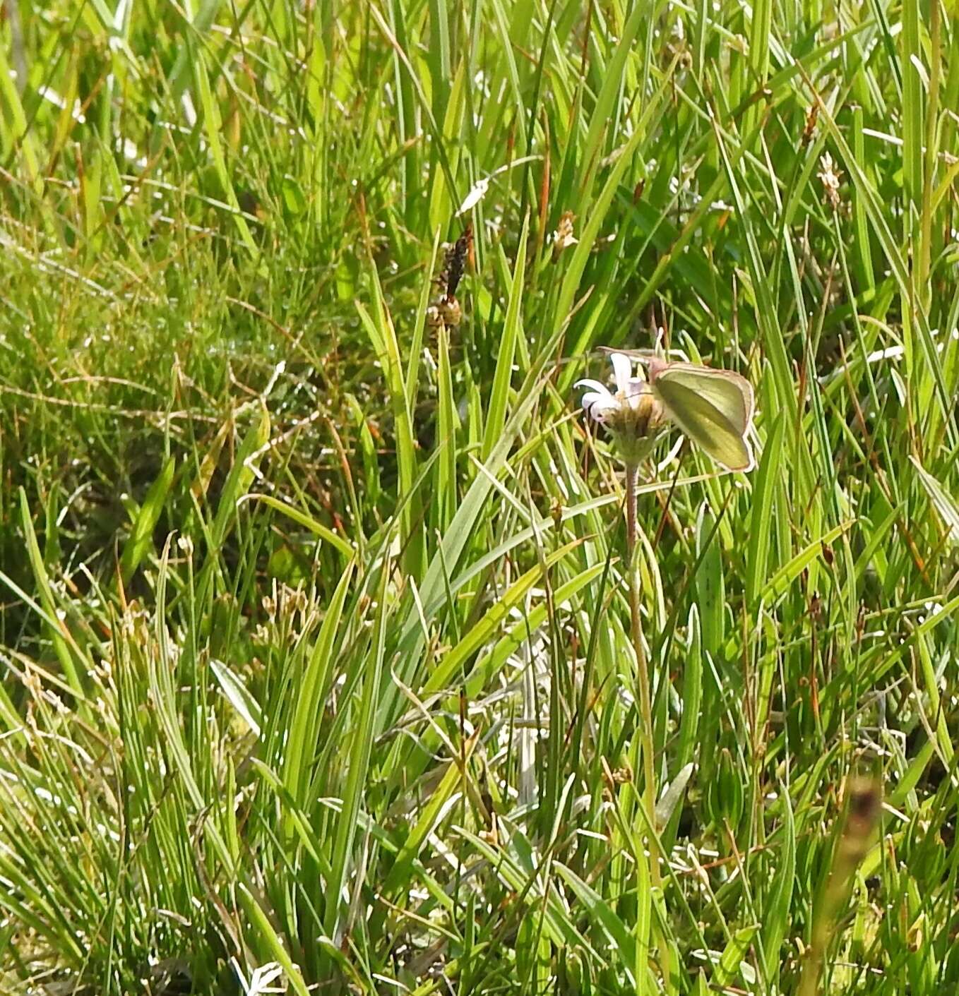 Image of Sierra Green Sulphur