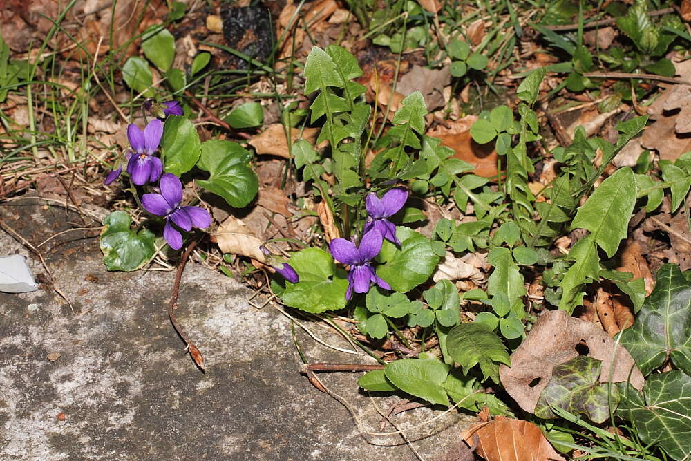 Image of sweet violet