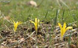 Image of Slender Sternbergia