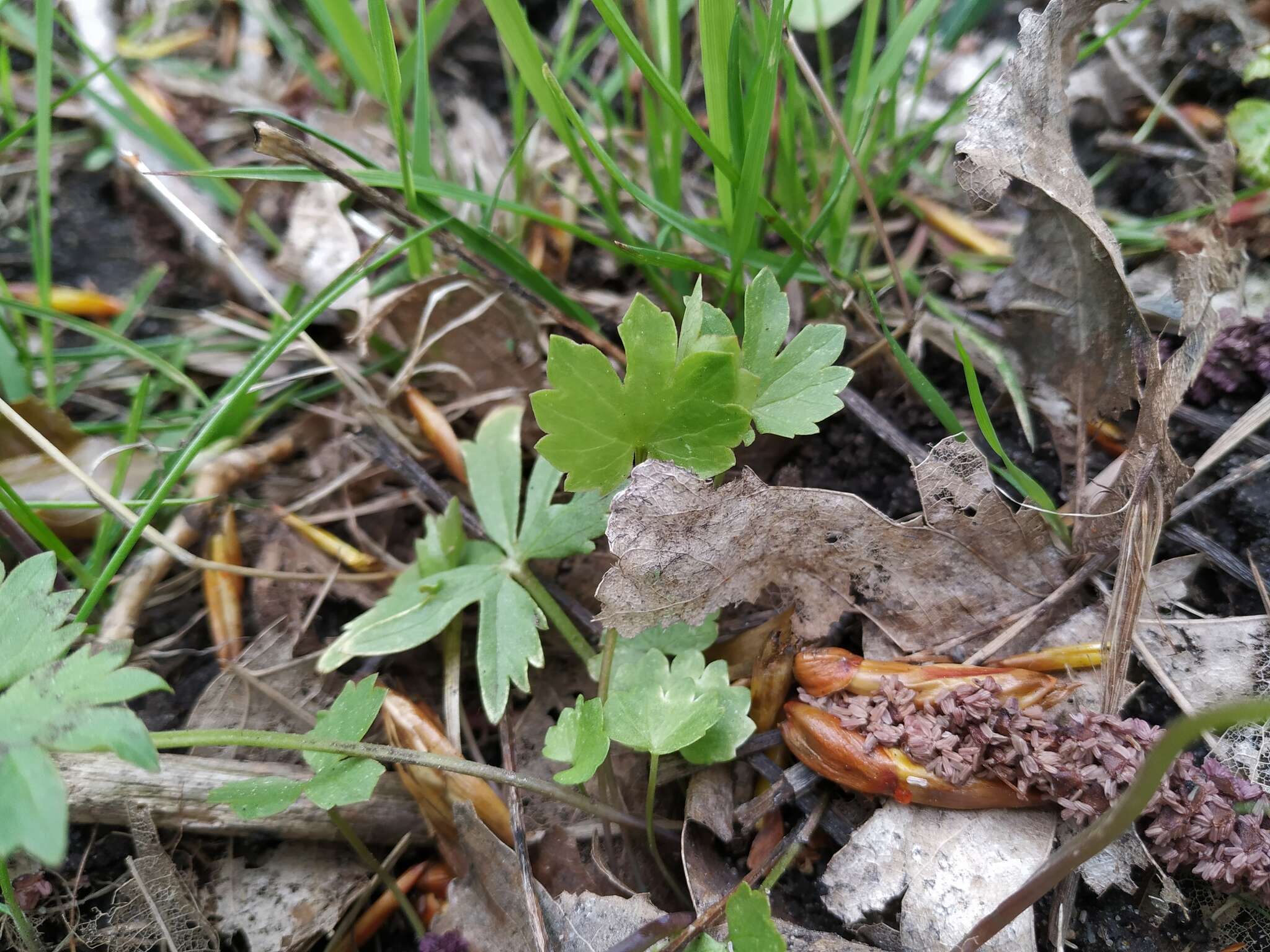 Image of Goldilocks Buttercup