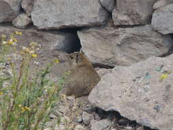 Image of common yellow-toothed cavy