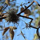 Imagem de Tillandsia loliacea Mart. ex Schult. & Schult. fil.