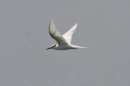 Image of Black-naped Tern