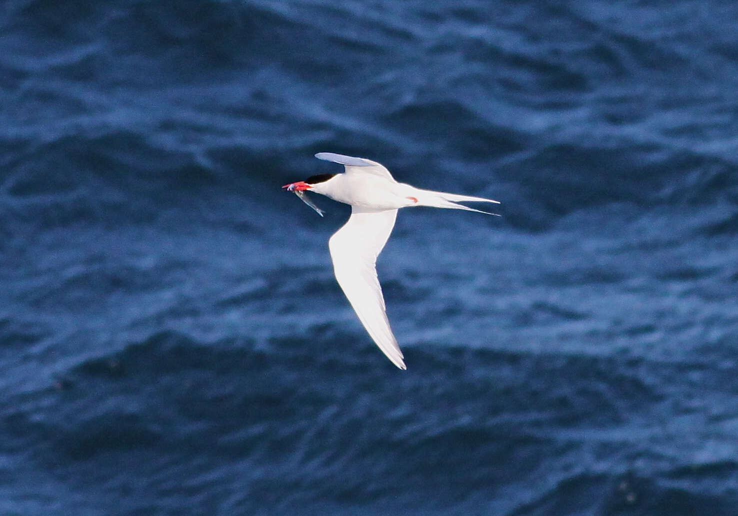 Image of South American Tern