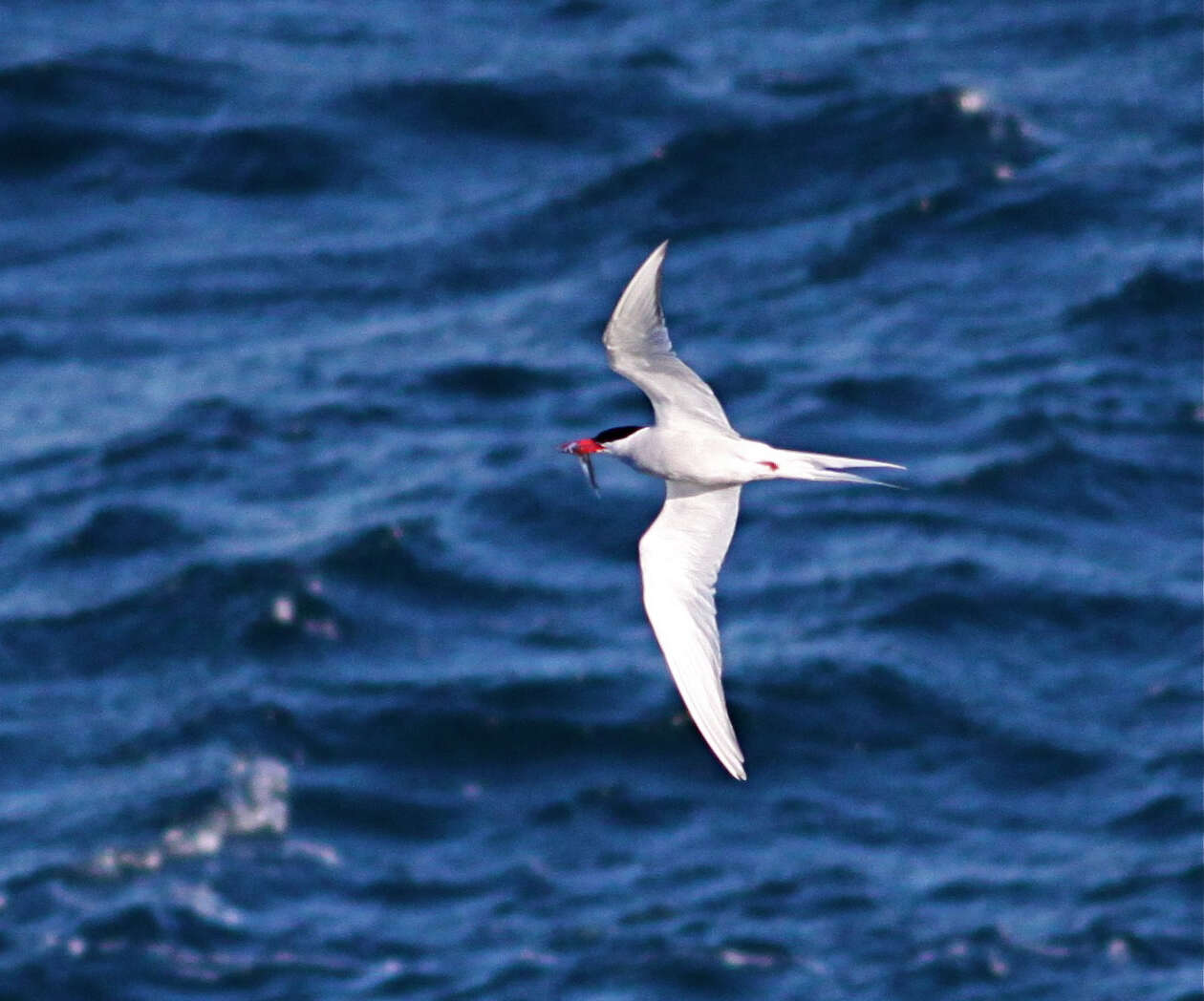 Image of South American Tern