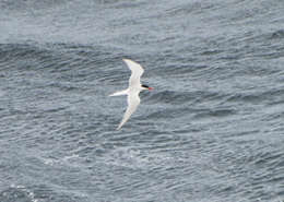 Image of South American Tern