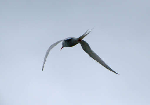 Image of South American Tern