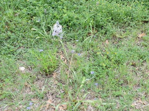 Imagem de Camassia scilloides (Raf.) Cory