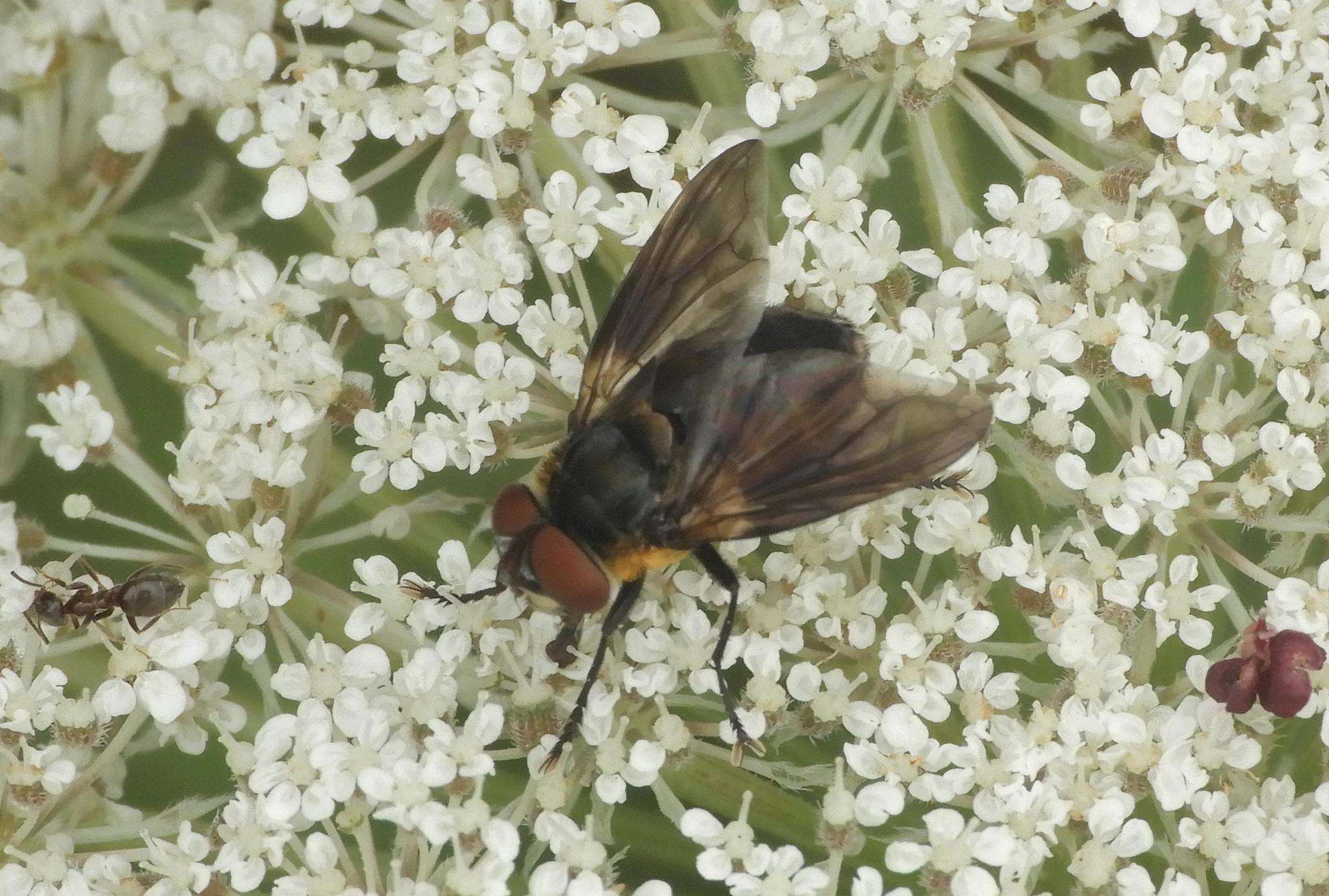 Image of Phasia hemiptera (Fabricius 1794)