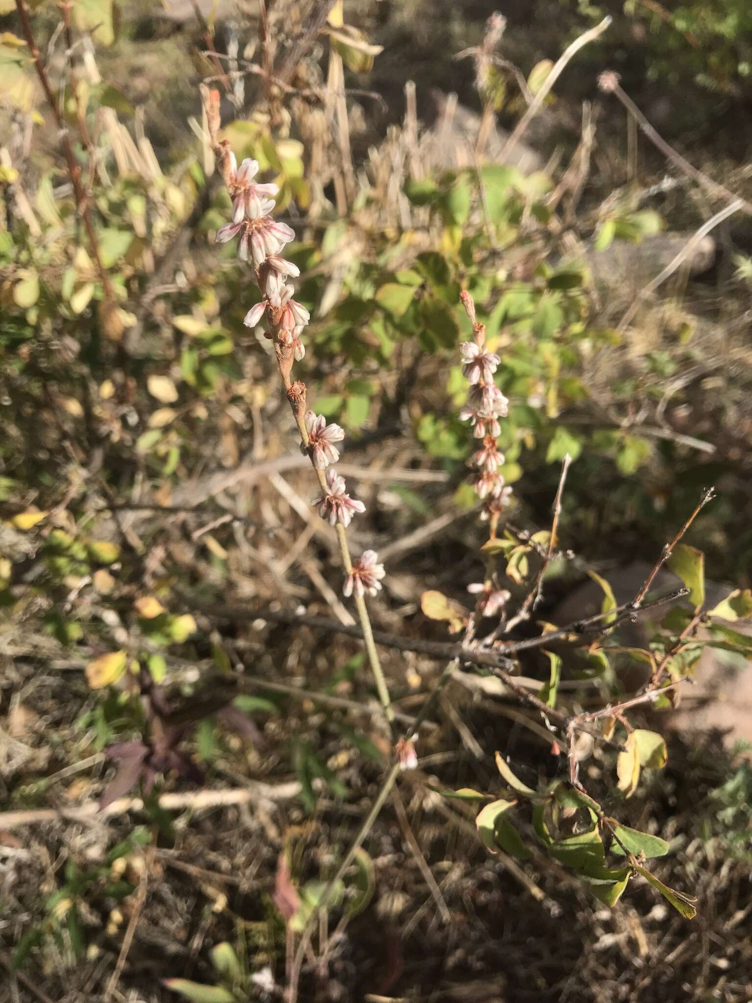 Image of redroot buckwheat