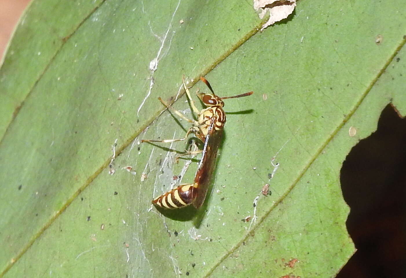 صورة Liostenogaster variapicta (Rohwer 1919)