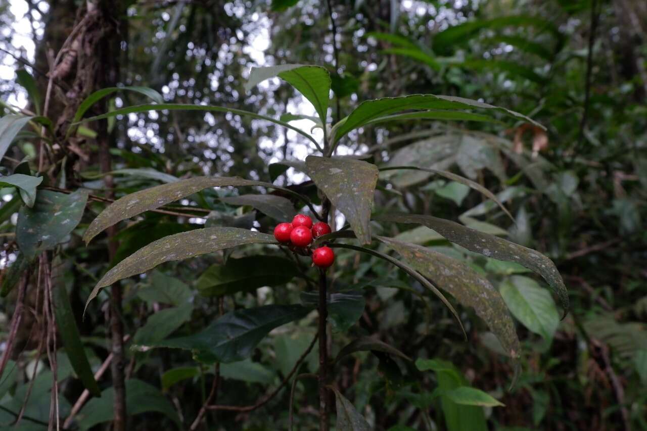 Sivun Ardisia villosa Roxb. kuva