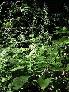 Image of broadleaf enchanter's nightshade