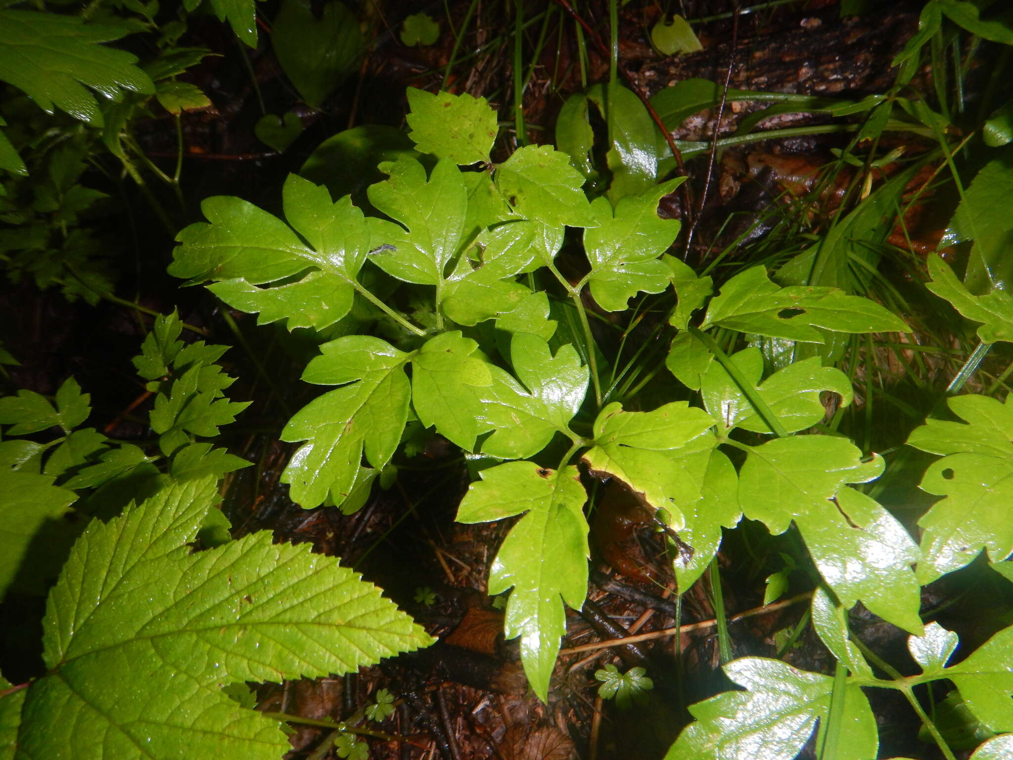 صورة Clematis macropetala Ledeb.